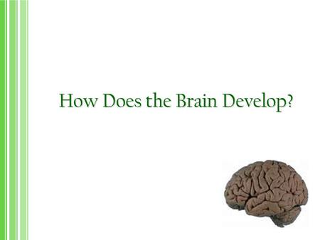 How Does the Brain Develop?