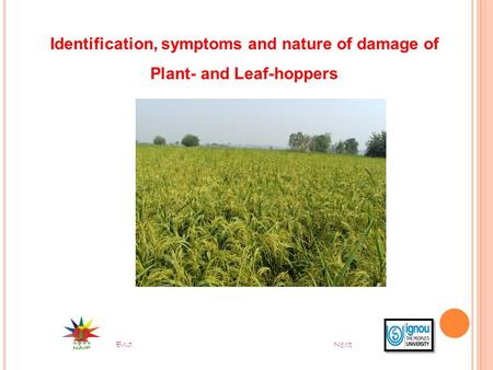 Identification, symptoms and nature of damage of Plant- and Leaf-hoppers End Next.