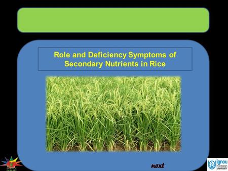 Role and Deficiency Symptoms of Secondary Nutrients in Rice