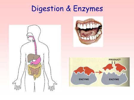 Digestion & Enzymes. The Digestive System ? Mouth Physical digestion by teeth and chemical digestion by enzymes in saliva (amylase)