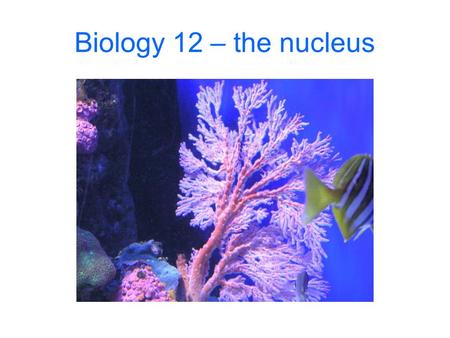 Biology 12 – the nucleus. Cell structures Is this eukaryotic? yes Why? nucleus Is this a plant or animal cell? animal Why? No cell wall or chloroplasts.