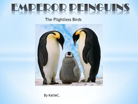 EMPEROR PEINGUINS The Flightless Birds By KatieC..