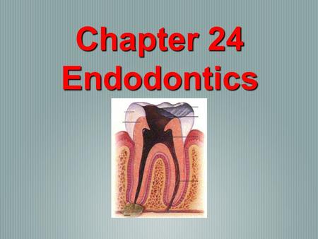 Chapter 24 Endodontics.