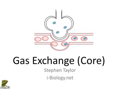 Gas Exchange (Core) Stephen Taylor i-Biology.net.