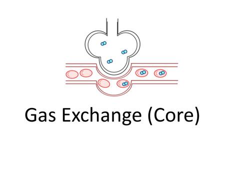 Gas Exchange (Core). Assessment StatementsObj. 6.4.1 Distinguish between ventilation, respiration and gas exchange. 2 6.4.2 Explain the need for a ventilation.