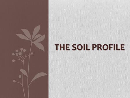 The Soil Profile.