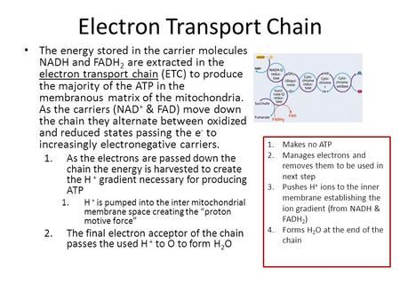 Electron Transport Chain The energy stored in the carrier molecules NADH and FADH 2 are extracted in the electron transport chain (ETC) to produce the.