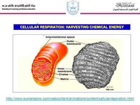 CELLULAR RESPIRATION: HARVESTING CHEMICAL ENERGY