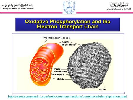 Oxidative Phosphorylation and the Electron Transport Chain
