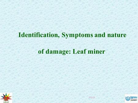 Identification, Symptoms and nature of damage: Leaf miner