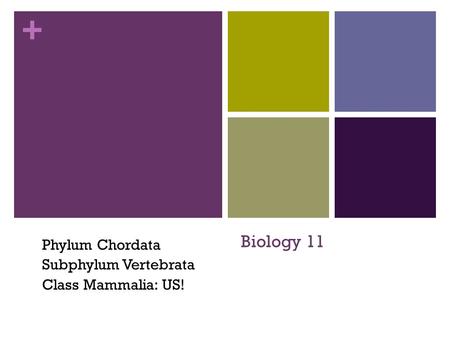 + Biology 11 Phylum Chordata Subphylum Vertebrata Class Mammalia: US!