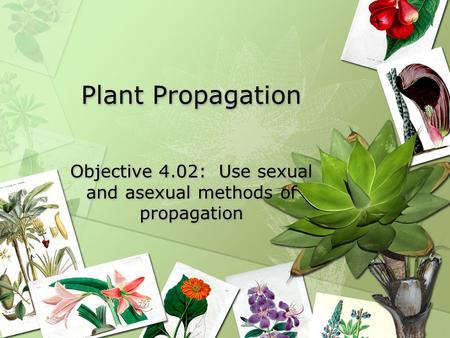 Objective 4.02: Use sexual and asexual methods of propagation
