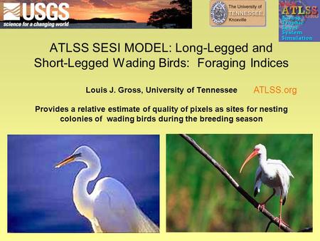 ATLSS SESI MODEL: Long-Legged and Short-Legged Wading Birds: Foraging Indices Louis J. Gross, University of Tennessee Provides a relative estimate of quality.