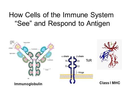 How Cells of the Immune System “See” and Respond to Antigen