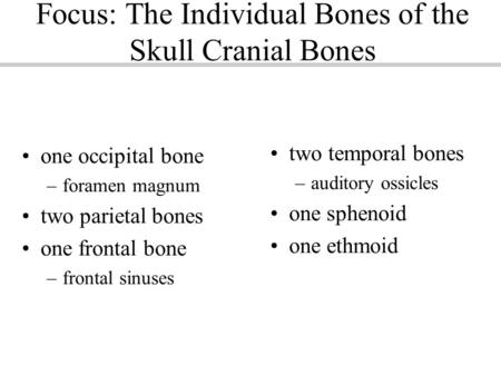 Focus: The Individual Bones of the Skull Cranial Bones