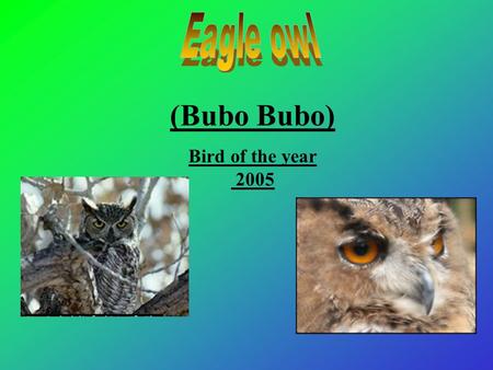(Bubo Bubo) Bird of the year 2005. Description Breeding Prey Hunting ground Way of hunting Habitat.