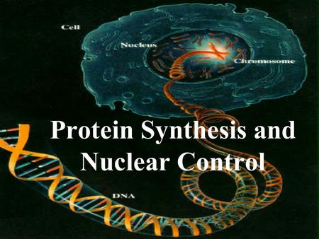 Protein Synthesis and Nuclear Control Do You Know How The Nucleus Controls The Cell?