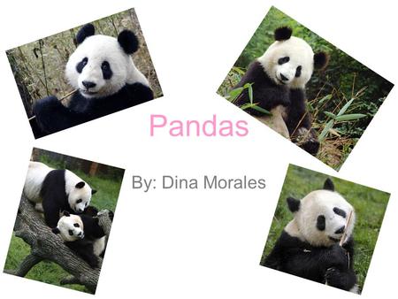 Pandas By: Dina Morales. Info: Native to central-western and southwestern China. Adults measure around 1.5m and around 75 cm tall Males weigh up to 253.