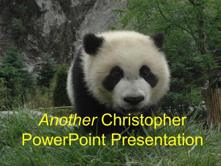 Another Christopher PowerPoint Presentation. Diet (Part I) Pandas in the wild and in protection bases spend up to twelve hours chewing on bamboo, as.