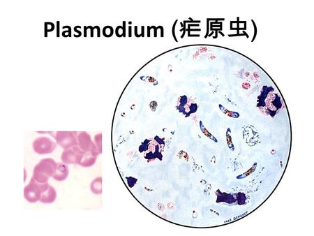 Plasmodium ( 疟原虫 ). History  Malaria is an old infectious disease. The first documentation about it is at 1500BC.  Until the end of the 19th century,