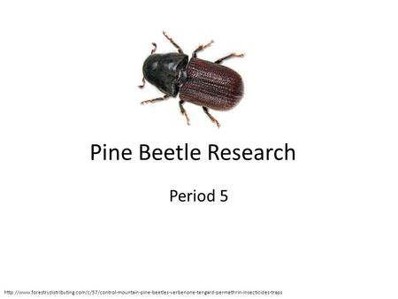 Pine Beetle Research Period 5