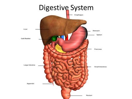 Digestive System. https://www.youtube.com/watch?v=_QYwscA LNng https://www.youtube.com/watch?v=_QYwscA LNng.