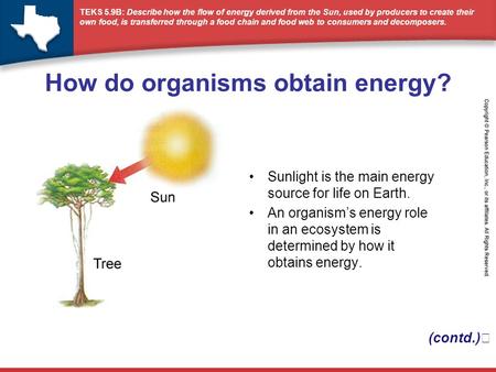 TEKS 5.9B: Describe how the flow of energy derived from the Sun, used by producers to create their own food, is transferred through a food chain and food.