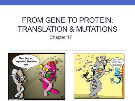 FROM GENE TO PROTEIN: TRANSLATION & MUTATIONS Chapter 17.