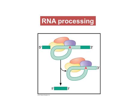 RNA processing. RNA species in cells RNA processing.