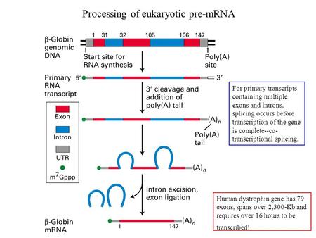 Processing of eukaryotic pre-mRNA Human dystrophin gene has 79 exons, spans over 2,300-Kb and requires over 16 hours to be transcribed! For primary transcripts.