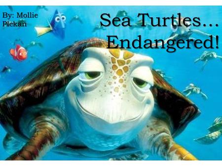 Sea Turtles… Endangered! By: Mollie Plekan. Background largest hard-shelled sea turtle in the world. largest hard-shelled sea turtle in the world. It.