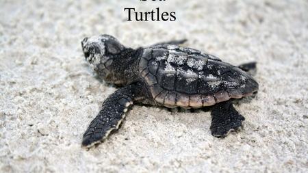 Sea Turtles. History of sea turtles  Sea turtles have been around for more then 110 million years.  Many sea turtles can not retract there head and.