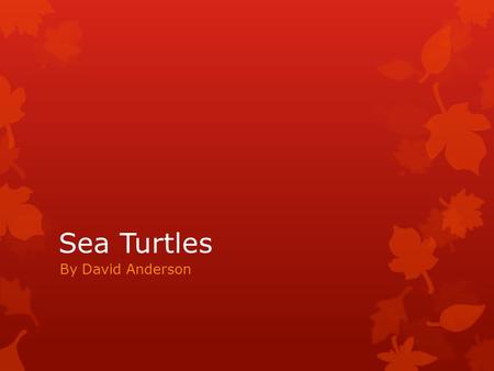 Sea Turtles By David Anderson. General Information  Sea turtles have been considered one of the last dinosaurs left on earth. They have been around since.