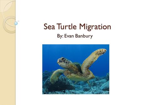 Sea Turtle Migration By: Evan Banbury Why do sea turtles migrate? All sea turtle species migrate to some area. Loggerhead turtles have the longest migration.
