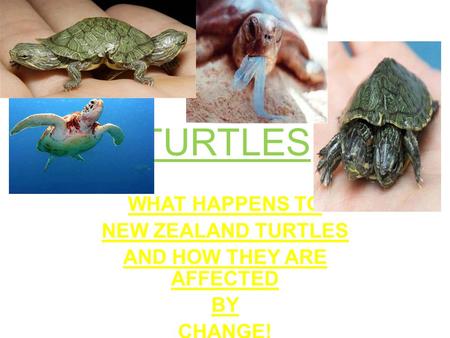TURTLES WHAT HAPPENS TO NEW ZEALAND TURTLES AND HOW THEY ARE AFFECTED BY CHANGE!