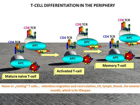 A a Activated T-cell Mature naive T-cell Memory T-cell T-CELL DIFFERENTIATION IN THE PERIPHERY Ag CD4 TCR APC CD8 TCR APC CD4 TCR APC CD8 TCR APC CD4 TCR.