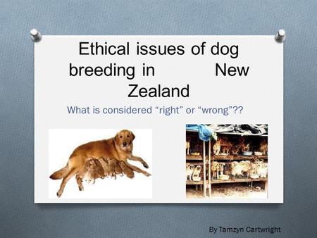 Ethical issues of dog breeding in New Zealand What is considered “right” or “wrong”?? By Tamzyn Cartwright.