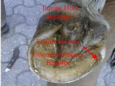 Equine Hoof Anatomy Equine Science External Anatomy Features Equine Hoof Anatomy Equine Science External Anatomy Features.