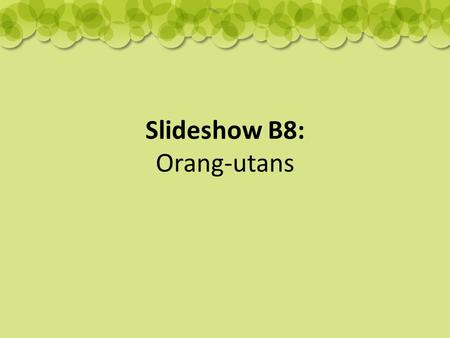 Slideshow B8: Orang-utans. Where do they live? Orang-utans live in the rainforest tree tops of Sumatra and Borneo.