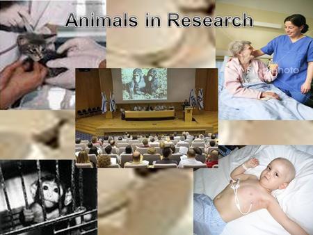 Using Animals for Research. Level 5: Identify ethical and moral issues linked to animal research. Level 6. Describe how particular animal research has.