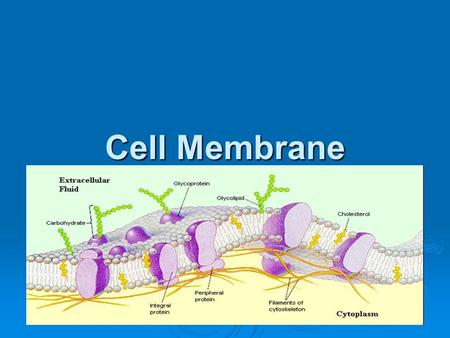 Cell Membrane. Function of Cell Membrane  Separates the cell’s contents from materials outside the cell  Regulates what moves in and out of a cell 