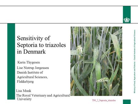 Sensitivity of Septoria to triazoles in Denmark Karin Thygesen Lise Nistrup Jørgensen Danish Institute of Agricultural Sciences, Flakkebjerg Lisa Munk.