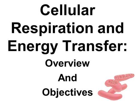 Cellular Respiration and Energy Transfer: Overview And Objectives.