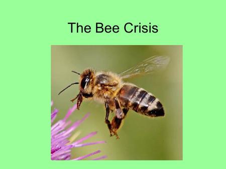 The Bee Crisis. Honeybees are fascinating and useful insects.