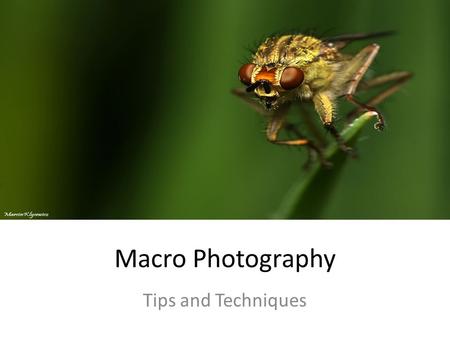 Macro Photography Tips and Techniques. What is Macro Photography The art of taking close- up pictures that reveal details which can’t be seen with the.
