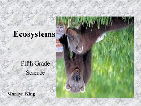 Ecosystems Fifth Grade Science Marilyn King.
