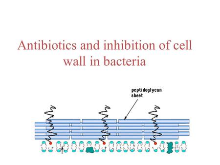 Antibiotics and inhibition of cell wall in bacteria.