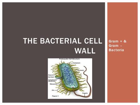 Gram + & Gram – Bacteria THE BACTERIAL CELL WALL.