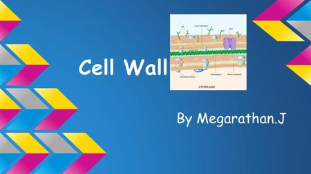 Cell Wall By Megarathan.J. ❖ Gives shape to a cell ❖ provides rigidity to a cell ❖ 10-25 nm thick ❖ 20-30% of the dry weight of the cell ❖ Permeable to.
