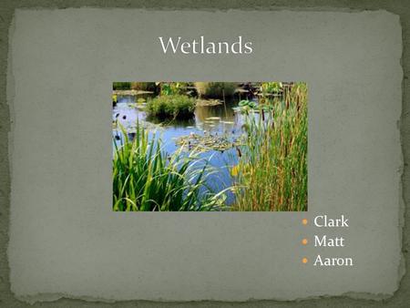Clark Matt Aaron. wetlands are lands where saturation with water is the dominant factor determining the nature of soil development and the types of plant.